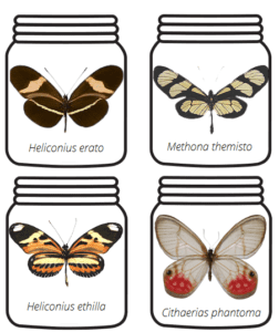 Nomes científicos – borboleta